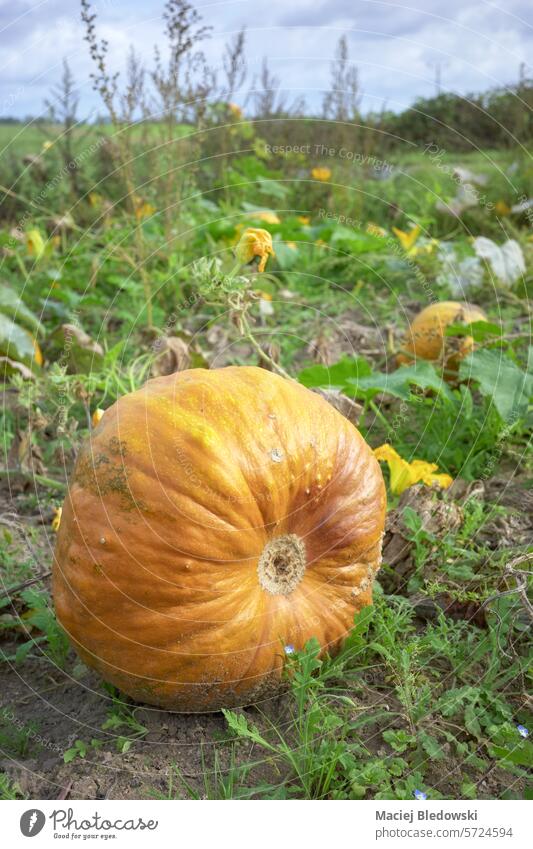 Close up of a pumpkin growing on a field, selective focus. vegetable agriculture farm food soil crop Halloween harvest fruit ripe nature garden organic plant