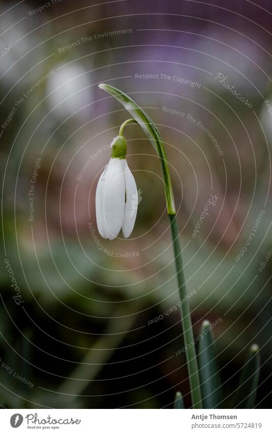 Closed snowdrop in front of a blurred background Snowdrop Spring flowering plant Nature Shallow depth of field White