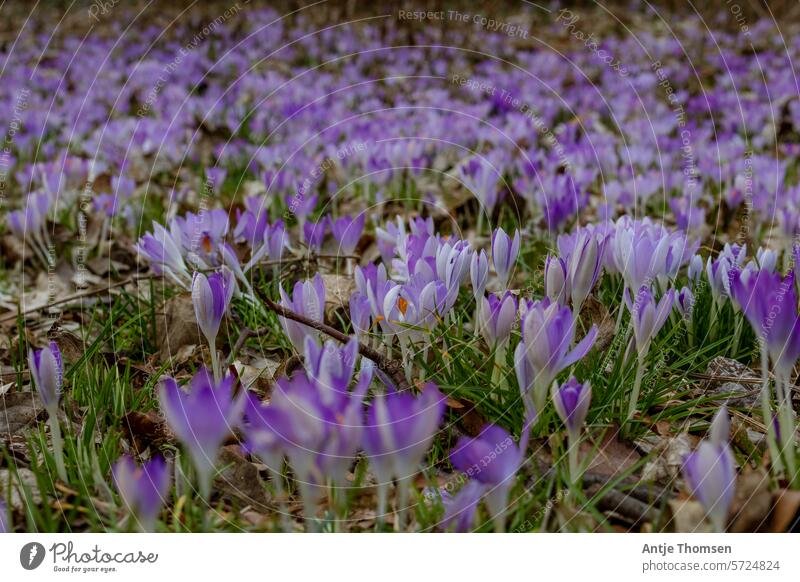 Meadow full of purple crocuses Crocus carpet of flowers Spring Violet Spring flowering plant Spring day Spring crocus