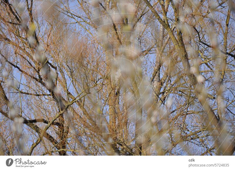 Large, mighty poplars in the park, photographed through gray willow catkins, occasionally blossoming yellow trees Strong mightily Old Grown tree species Poplar
