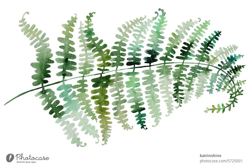 Watercolor fern twigs with green leaves isolated illustration, botanical wedding element Birthday Botanical Drawing Element Exotic Garden Hand drawn Isolated