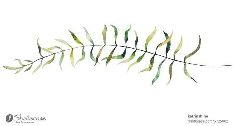 Watercolor tiny twigs with green leaves isolated illustration, botanical wedding element Birthday Botanical Decoration Drawing Element Garden Hand drawn