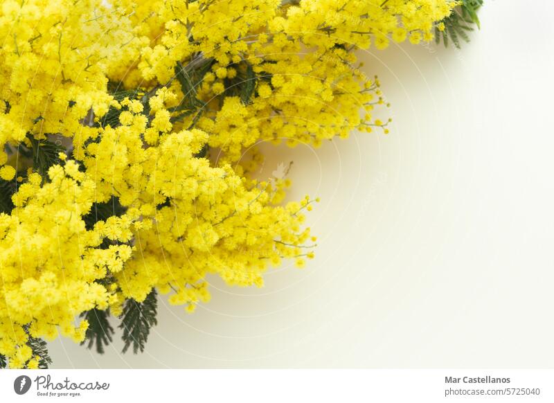 Acacia dealbata. Yellow mimosa flowers on a yellow background. Copy space. acacia bouquet blossom nature spring plant floral bright season day beauty green