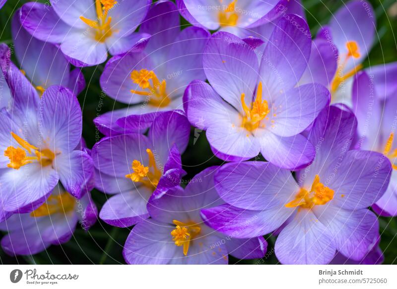 Pretty, pale and purple crocus flowers directly from above violet sun outdoors close-up growth stripes gardening bulb soft April springtime tiny ground bloom