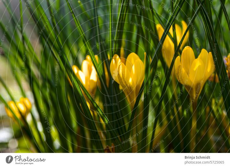 A close-up of a group of fresh yellow crocuses in spring forest sun outdoors growth postcard gardening bulb soft April springtime tiny ground bloom seasonal