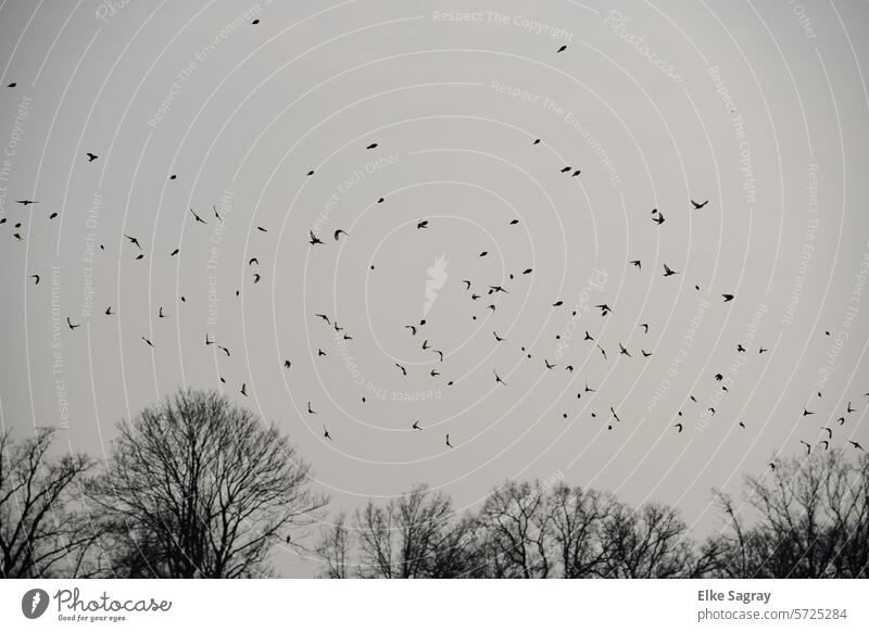 Flock of birds in busy movement in the sky Bird Flying Freedom Nature Wild animal Exterior shot Flight of the birds Group of animals Migratory bird