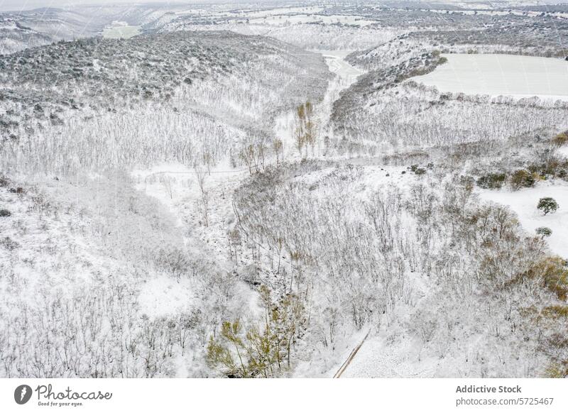 Aerial view captures the serene beauty of an oak forest cloaked in fresh snow, with a meandering path cutting through the wintry landscape aerial view winter