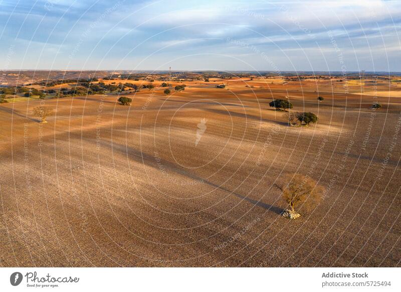 Expansive rural landscape during golden hour aerial view field tree undulating warm glow open field countryside nature scenic tranquil agriculture horizon
