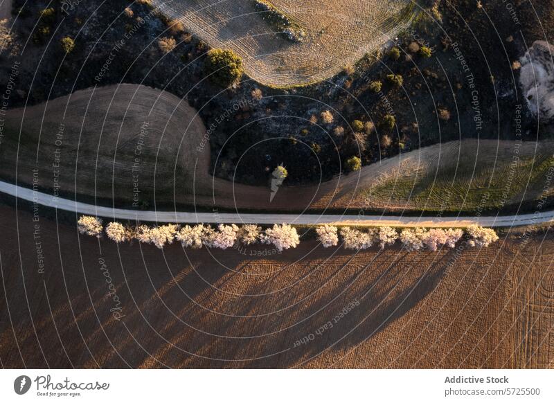 Aerial view of serene rural road amidst blooming trees aerial field ploughed overhead shot contrast tranquil vibrant nature landscape countryside agriculture