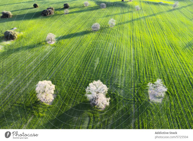 Aerial view of lush green farmland with trees aerial canopy cultivated field agriculture landscape pattern nature vibrant round top rural country farming growth