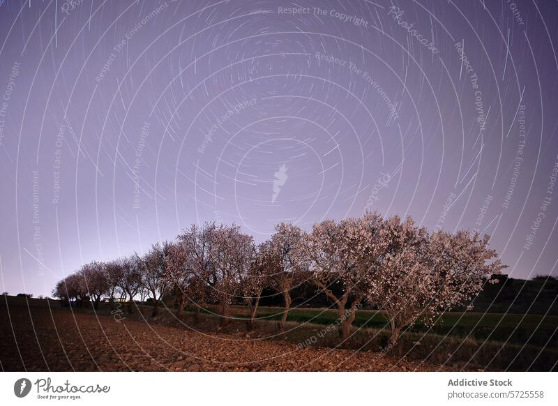 Star trails over blooming almond trees at twilight star trail night sky long exposure blossom astrophotography circular serene evening grove nature outdoor
