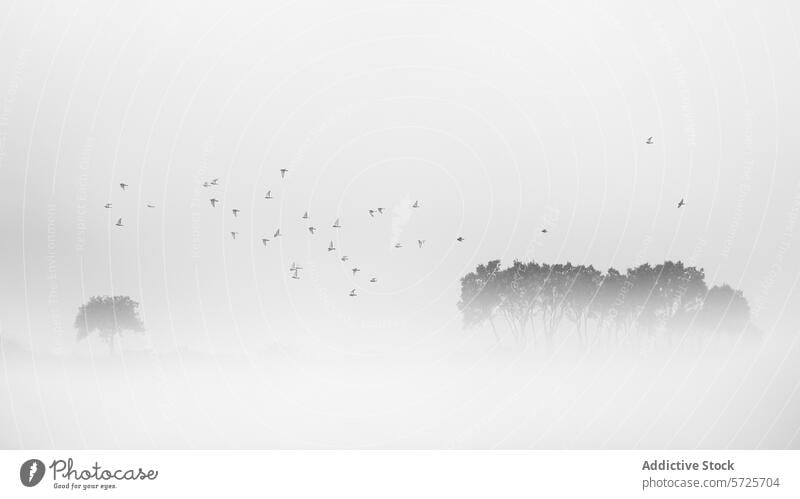 Birds flocking over misty trees in a tranquil scene bird silhouette flight nature serene landscape tranquility wildlife fog monochrome calm peaceful sky freedom