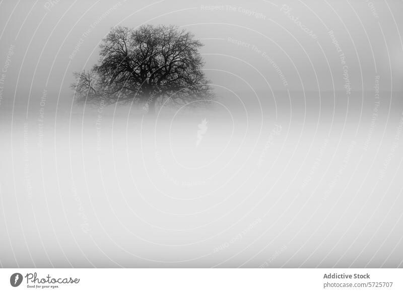 Solitary tree in a serene and misty monochrome scene fog mysterious landscape atmosphere solitude nature calm tranquil minimalism monochromatic simplicity