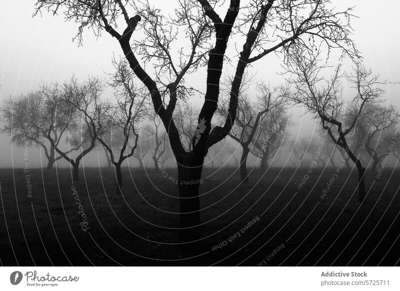 Mysterious foggy orchard in black and white tones mysterious silhouette bare tree monochrome landscape solitude tranquility nature eerie spooky calm quiet