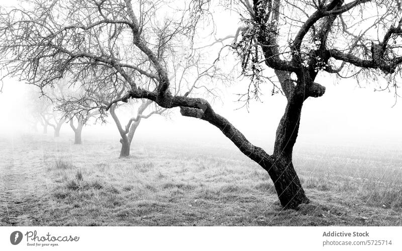 Misty orchard with barren trees on a gloomy day fog mist black and white atmospheric nature solitude mystery leafless landscape outdoor eerie tranquility moody