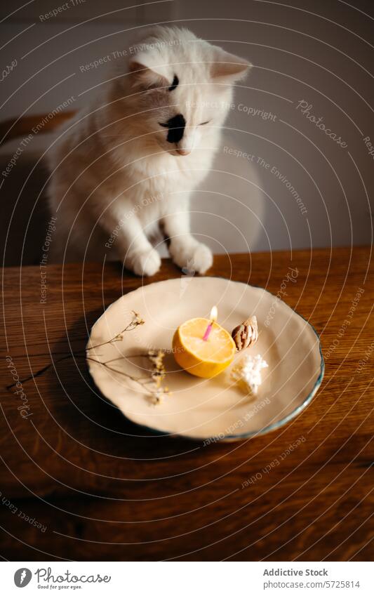 Curious white cat observing a candle on a plate black patch lemon ceramic cozy curious atmosphere animal pet feline domestic curiosity warm lit flame wax citrus