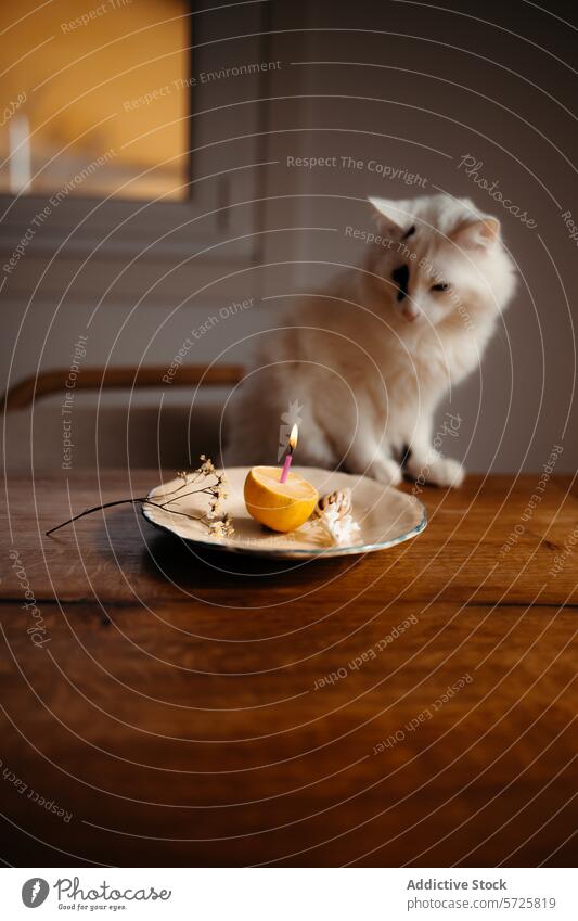 Curious cat observing a birthday candle in a lemon plate dried flowers curiosity fluffy white celebration home wooden table indoor cozy pet domestic animal