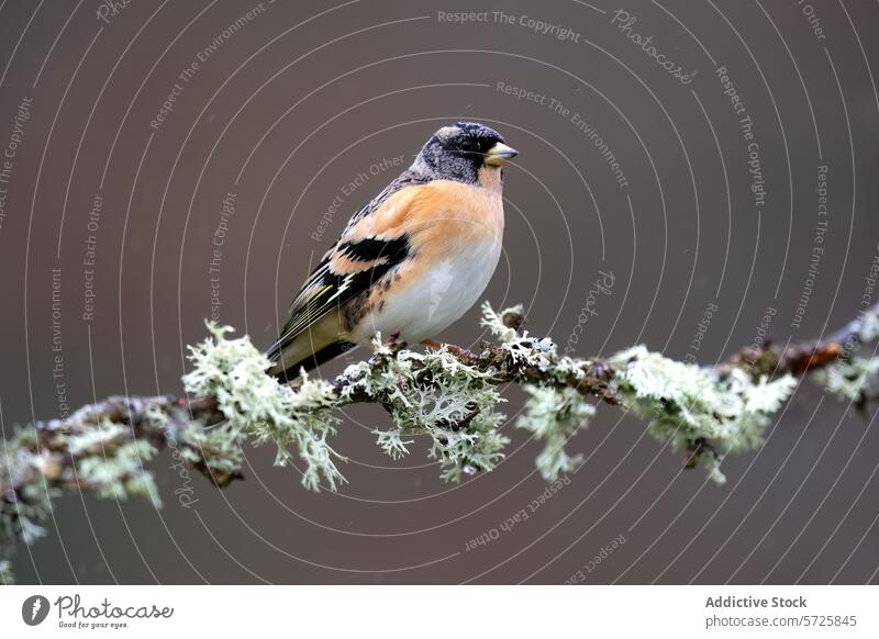 Elegantly perched, this brambling finch with striking black and orange markings stands out against the muted backdrop, adorned with lichen bird branch wildlife