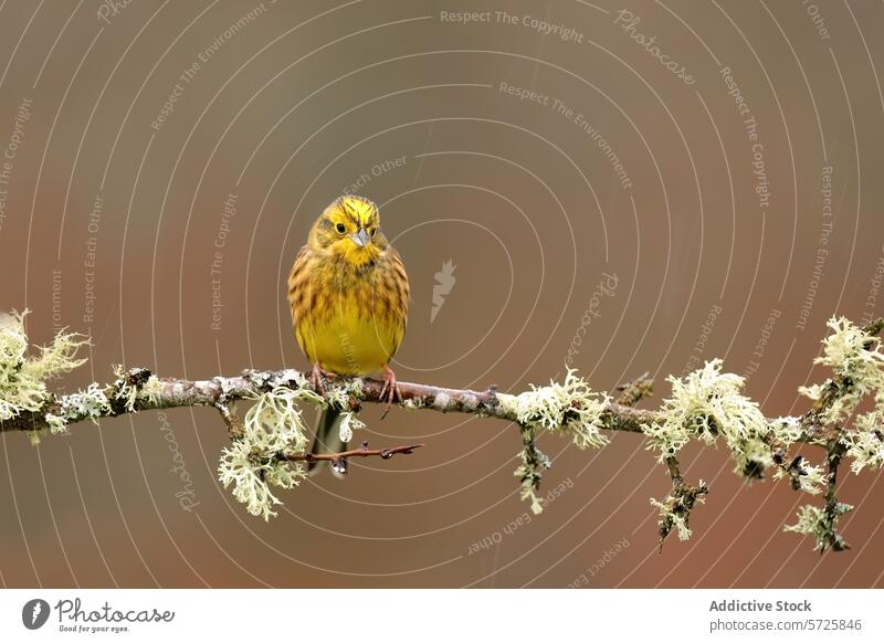 A vibrant yellowhammer bird gazes forward, perched confidently on a branch adorned with pale lichen, against a soft brown background wildlife nature feather