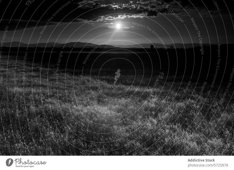 Sunlight glimmers over a peaceful field at dusk twilight setting sun serene grass glisten glow landscape black and white horizon clouds sky nature tranquil