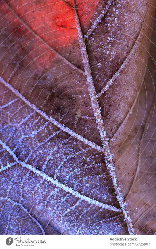 Frost crystals on colorful common banana leaf texture frost autumn close-up nature beauty fall pattern intricate vein brown red delicate detail seasonal winter