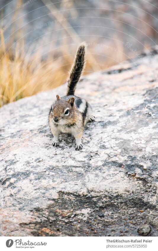 Chipmunk sitting on a stone Cute Squirrel Pelt Close-up Animal small animal Tree Forest To feed Rodent little feet Nature Brown Animal portrait Exterior shot