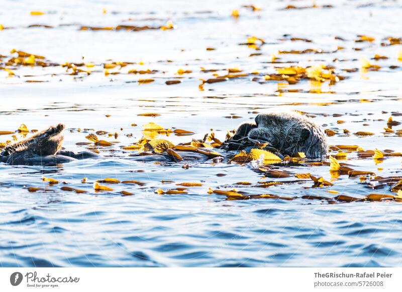 Sea otter takes a power nap in the sea Otter sea otter Ocean Water Waves Animal Nature Wild animal Seafood Animal portrait Pelt Cute Sleep Exterior shot