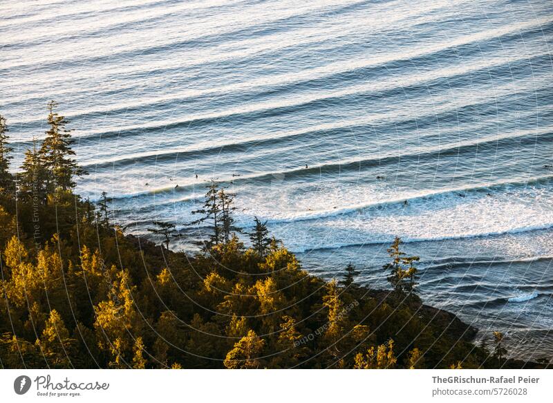 Forest illuminated by the sun Surfers frolicking in the water Wild grow together cox bay Vancouver Island trees Tree Ocean White crest Waves Canada