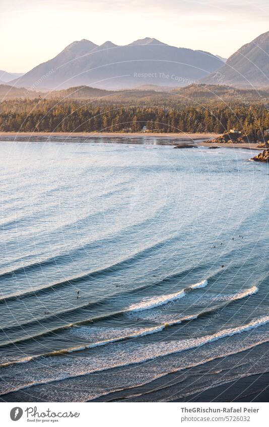 Bay with small islands in the background - lots of surfers in the water Wild grow together cox bay Vancouver Island trees Tree Ocean White crest Waves Canada