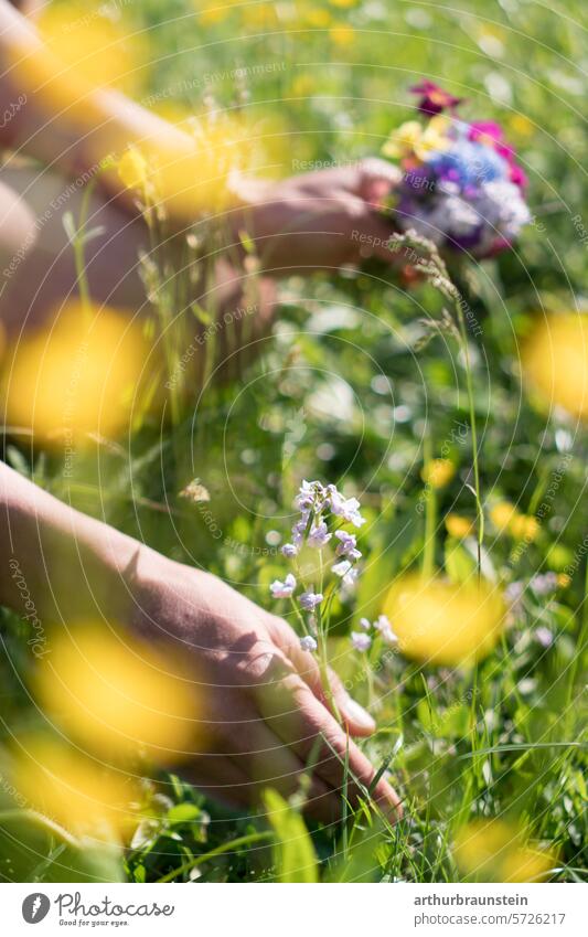 Young woman picking meadow flowers by hand in her own garden in spring Spring Garden Spring fever Spring flower spring awakening spring flowers Meadow
