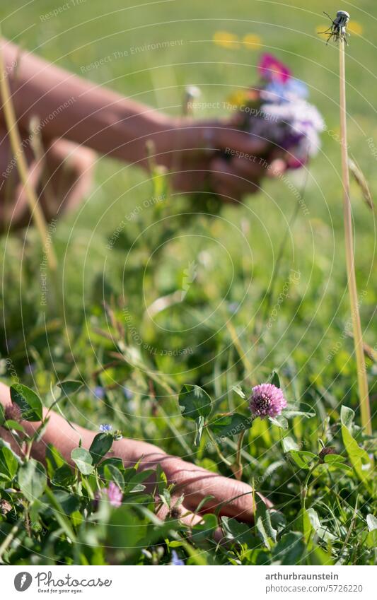 Young woman hand-picking meadow flowers red clover in her own garden in spring Spring Garden Spring fever Spring flower spring awakening spring flowers Meadow