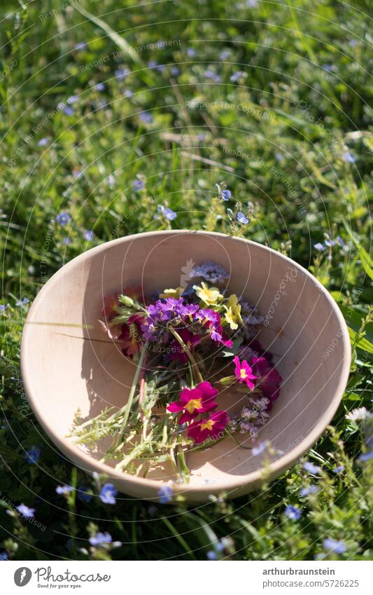 Picked meadow flowers primroses and meadow foamwort in a wooden bowl ready for cooking with flowers blossoms Eating Nature daylight heyday delicate blossoms