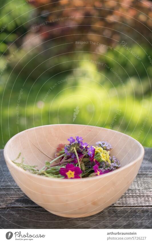 Freshly picked primroses and meadow foamwort in a wooden bowl from the garden in spring flowers blossoms Eating mill rope Nature daylight heyday naturally