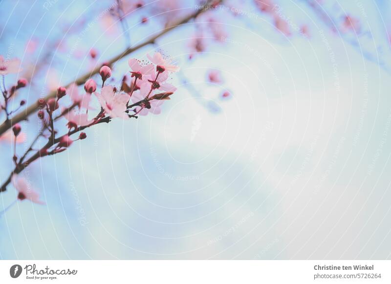 beautiful pink blossoms of the blood plum against a light blue sky Blossom Spring Pink Spring fever Happy Emotions Twig Close-up Plant tree blossom Blossoming