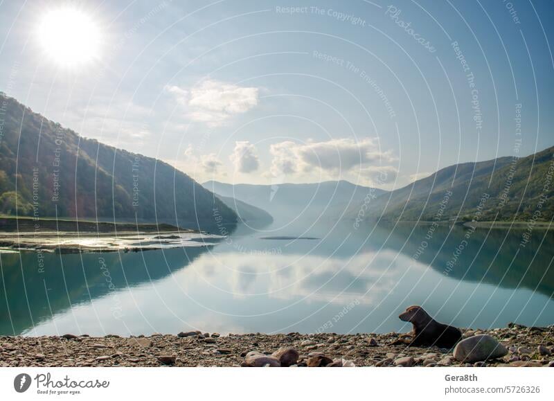 dog on lake beach near mountains and forest in Georgia Caucasus alone animal background blue bright calm climate autumn clouds color day fog green haze hill