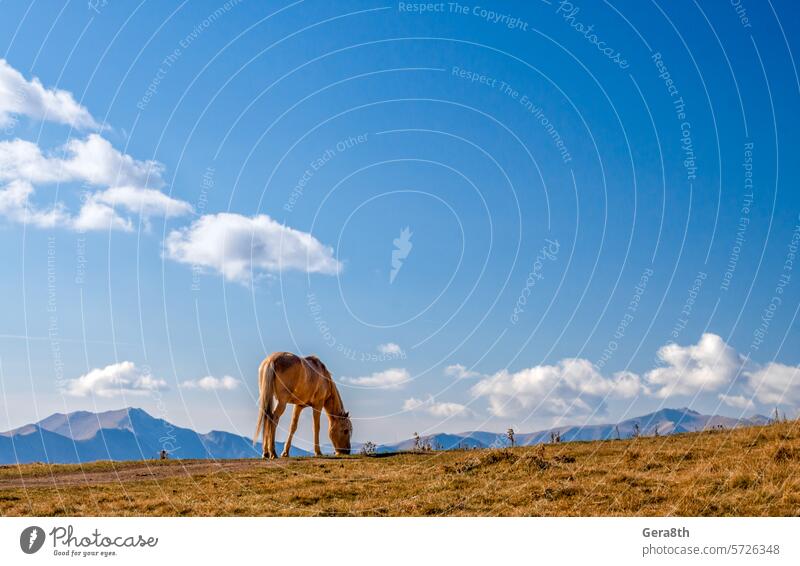 horse on a background of mountains and sky with clouds in Georgia Caucasus Georgia country animal autumn blue climate day grass heat high landscape natural