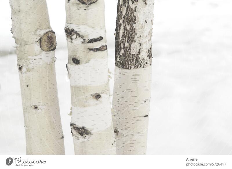 camouflage Winter White snowy Winter mood Cold Tree Winter's day winter Snow Subdued colour chill trees Birtke birches Tree trunk tree trunks Tree bark three