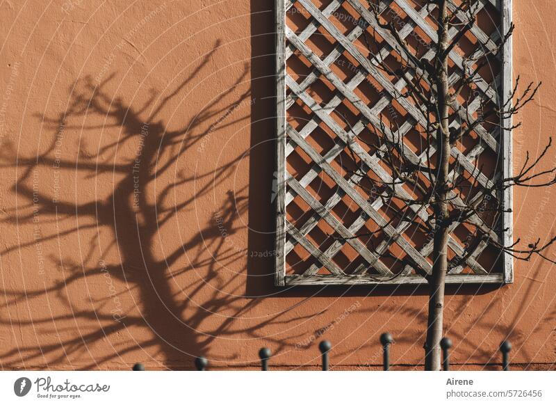 Garden decorations in February Shadow Facade network structure Wall (building) Building Manmade structures Pattern Wall (barrier) shadow cast Red