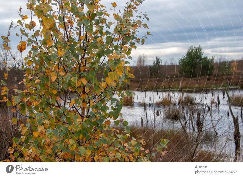 at the edge of the floods Bog Water Nature reserve Hiking Calm aquatic plants Bushes Landscape wetland Lake River bank Loneliness Pond Autumnal Surface of water