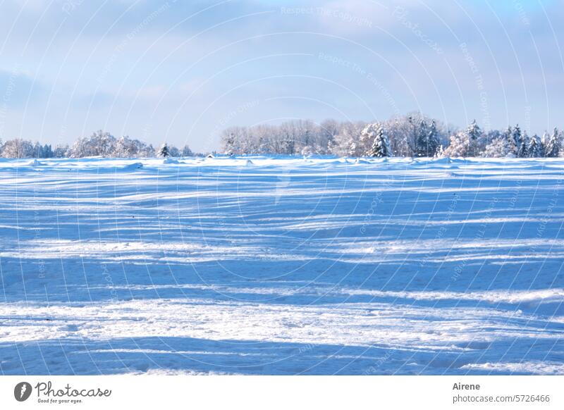 blue frozen Snow Winter Sunlight Snow layer White Cold Freeze Long shot Field Meadow Nature Landscape Blue Shadow Sky Blue sky surface Ice icily chill Frost