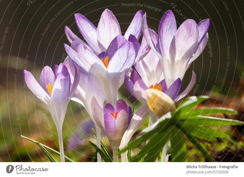 Crocuses on the spring meadow blossoms petals Meadow Spring flowers spring flowers heralds of spring come into bloom spring awakening spring feeling heyday