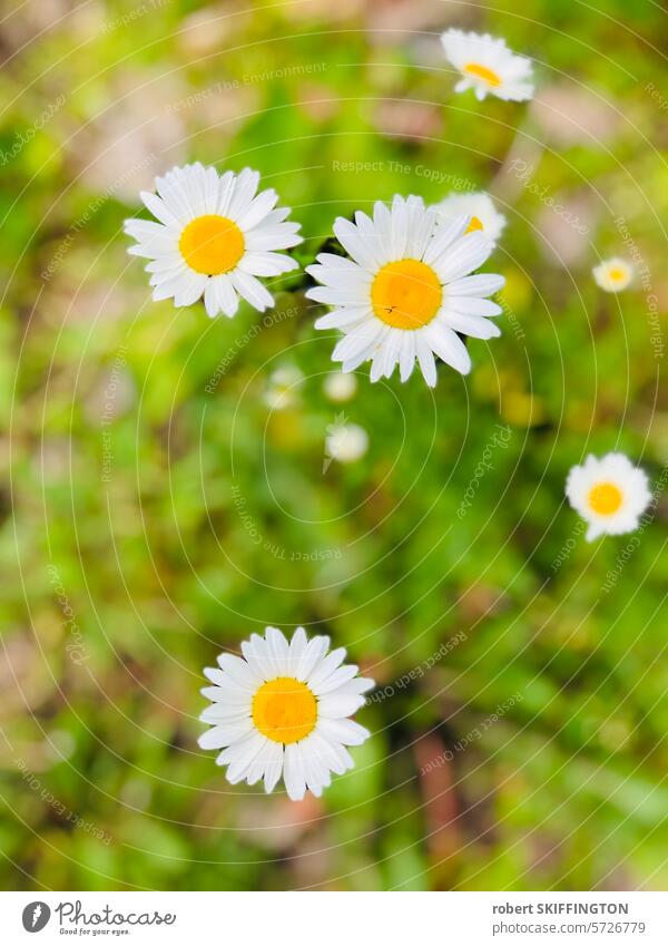 Daisy's flower Plant Flower Spring Garden Green Meadow Spring fever Close-up Summer Blossoming Growth