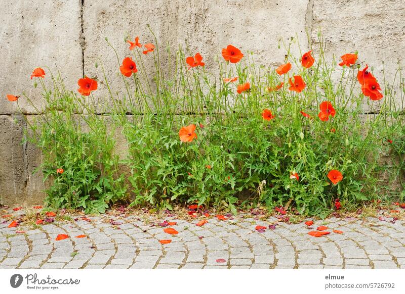 Mo(h)ntag / red poppy at the edge of a paved footpath in front of a building Poppy Corn poppy poppy flower gossip rose Poppy plant Flower Wayside Opium poppy