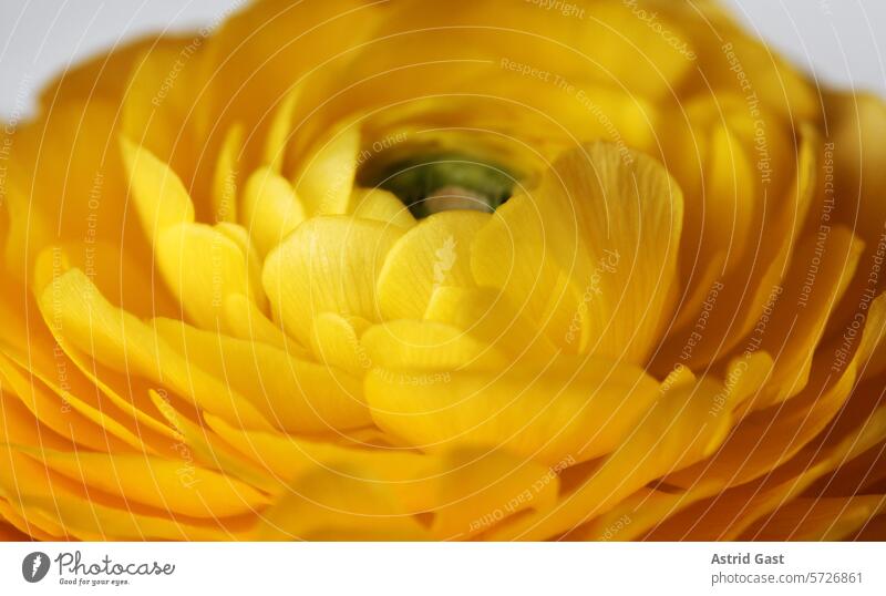 Nahaufnahme von den Blütenblättern einer gelben Ranunkel blume rose anemone blütenblätter orange natur pflanze makro blühen schönheit flora aufblühen