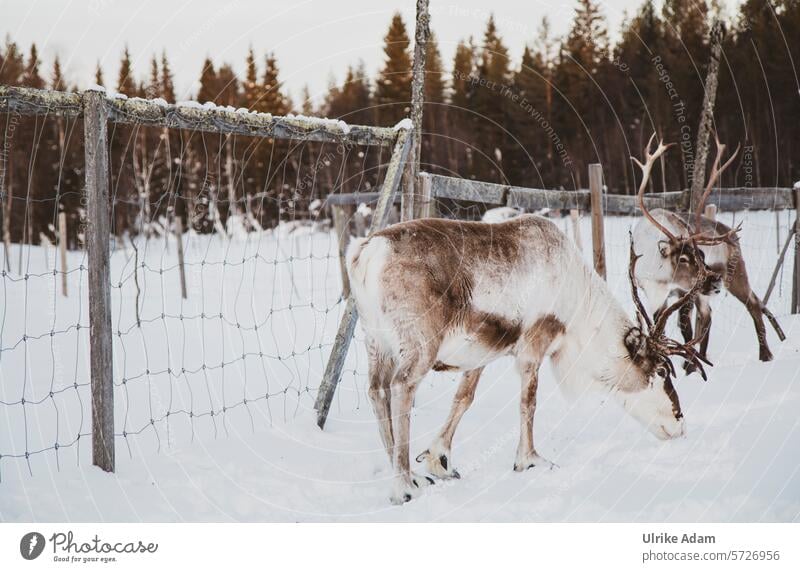 Lapland| Reindeer antlers animals idyllically Light Tourism Winter vacation Scandinavia Vacation & Travel Cold Exterior shot Nature Wooden house Snow Solberget