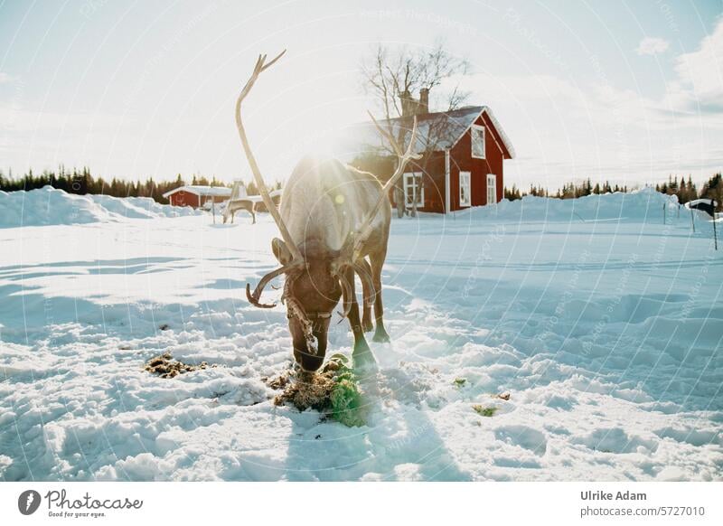 Lapland| Reindeer feeding Sun Sunbeam Swede Europe Lichen Solberget Wooden house Snow Winter vacation Nature Exterior shot Cold Vacation & Travel Scandinavia