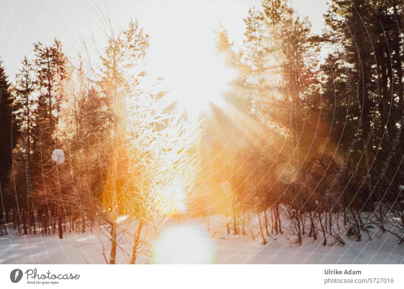 Lapland |Sun and snow Sunlight Gorgeous idyllically Light Tourism Winter vacation Scandinavia Vacation & Travel Cold Exterior shot Nature Snow Europe Swede