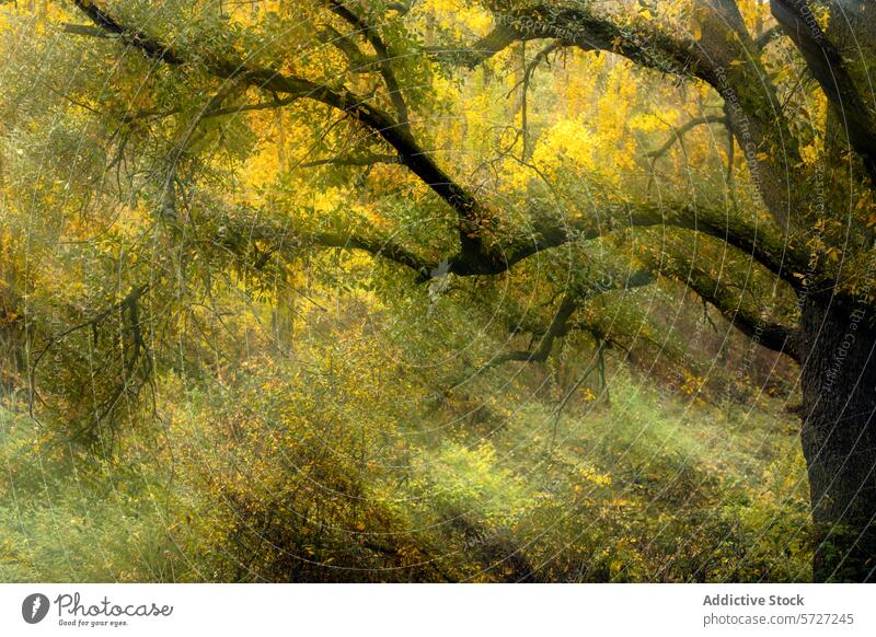 A captivating view under a Cascadeño oak tree canopy with sunlight filtering through the golden autumn leaves, creating a magical woodland scene cascadeño