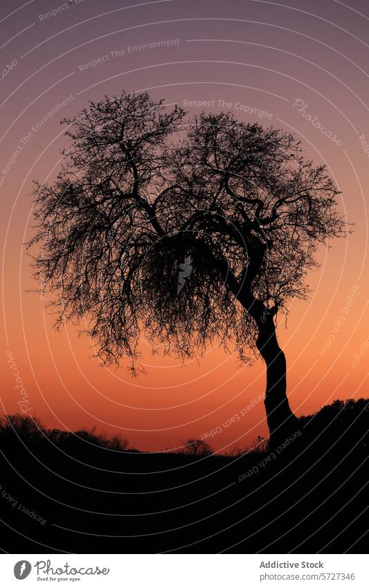 Silhouette of a tree against a twilight sky silhouette sunset nature dusk orange purple gradient lone stand stark contrast evening peaceful tranquil serene