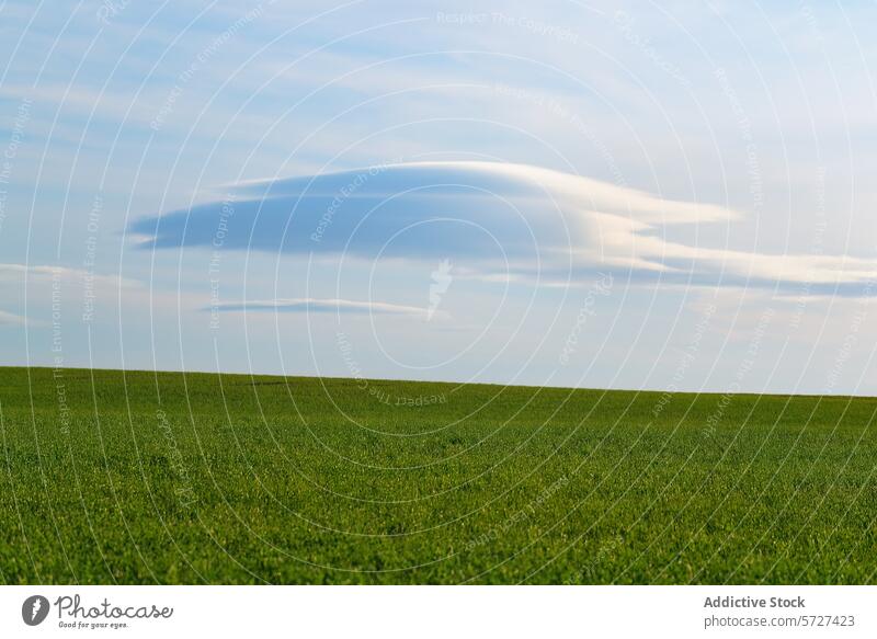 Serene green field under a blue sky with unique cloud lenticular serene nature landscape outdoors rural agriculture horizon tranquility peaceful lush grassland